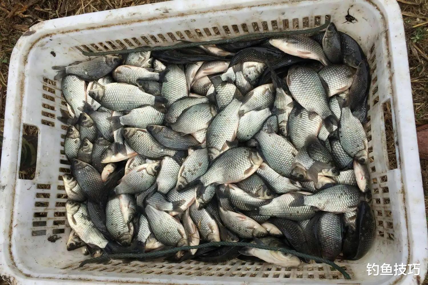 |钓鱼大赛惹争议，使用冻干虾饵是否违规？详解液氮锁鲜技术