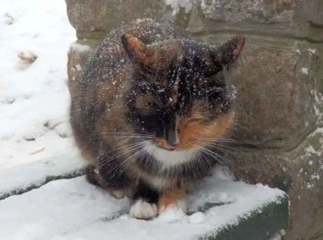 “在冬天，10只流浪猫会有6只死掉！”