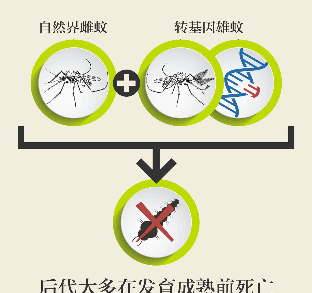 蚊子是从哪来的？美国计划释放24亿只转基因蚊子，目的是什么？