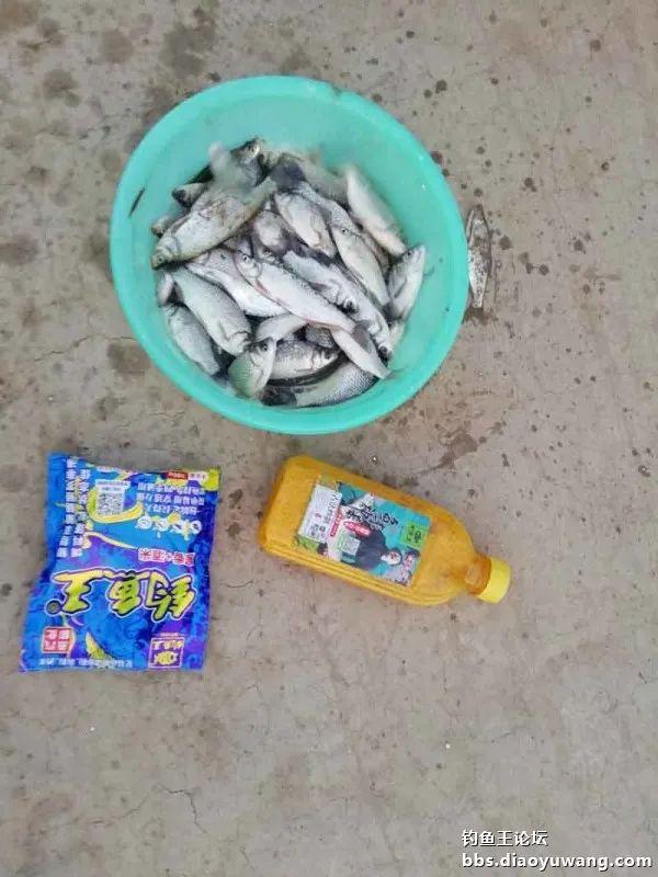 撒网|腥香+酒米,抢了一盆鲫