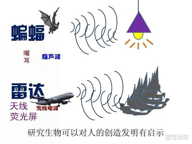 为什么蝙蝠那么“毒”?科学家:可能是为了飞行做出的主动选择
