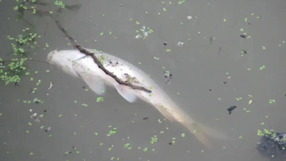 |兄弟俩半夜在深潭中钓上一条死鱼,道公:水里有“脏东西”在作怪