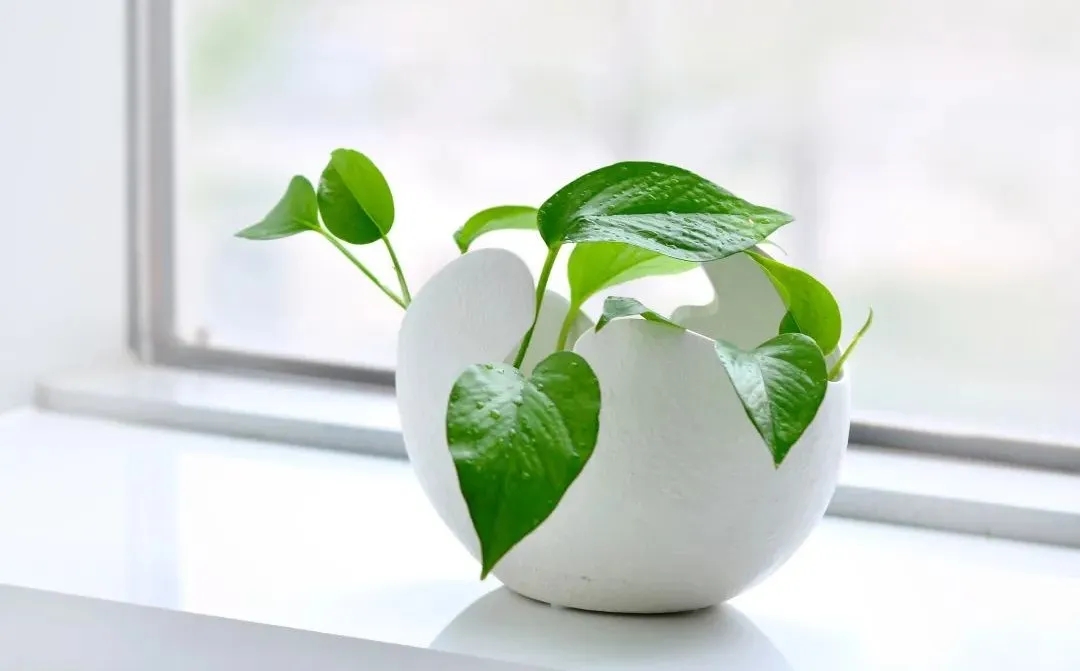 近视|看绿色能保护视力,真的有用吗?