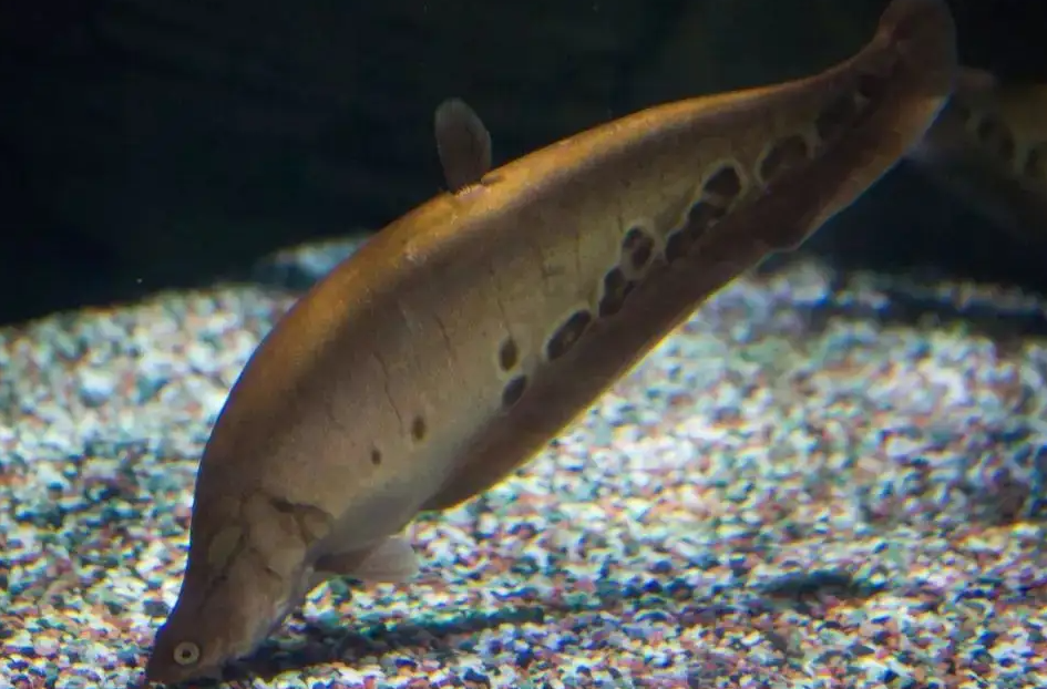 |七星刀鱼广东开始泛滥? 佛山钓友路到4.6斤七星刀, 谁又开始乱放生