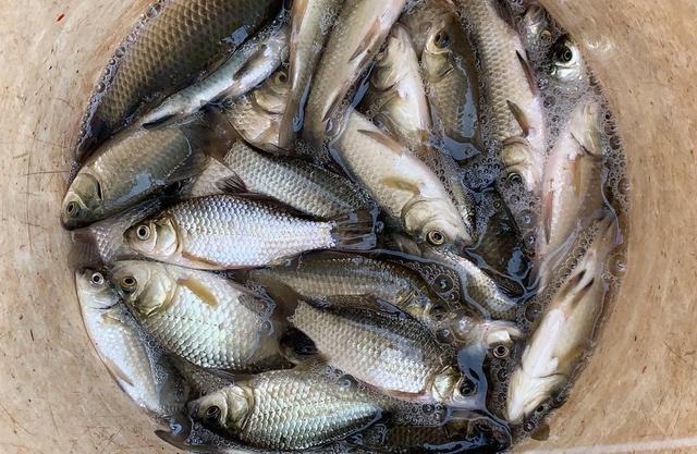 徒步|钓鲫鱼，使用子线长度和线组搭配，钓鱼也要讲技巧