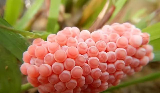 某地出现“粉色桑葚”,看似梦幻貌美,但实则有6000条寄生虫