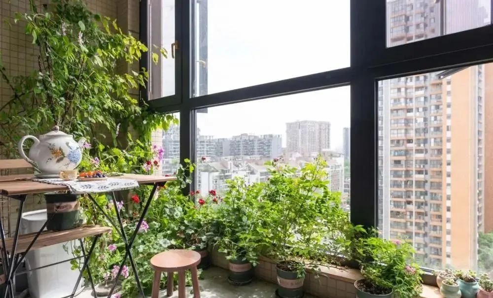 晒晒我家阳台花园,喝茶赏花享受生活,同事来了都舍不得走