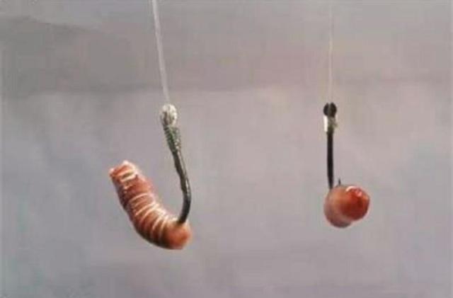 大板鲫|蚯蚓不生活在水中,为何会被用来当鱼饵?有时候也能钓到大鱼?