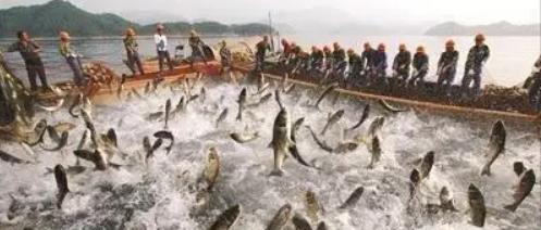 |西藏羊卓雍错湖里，8亿公斤鱼随手可捞，为啥至今无人敢吃？