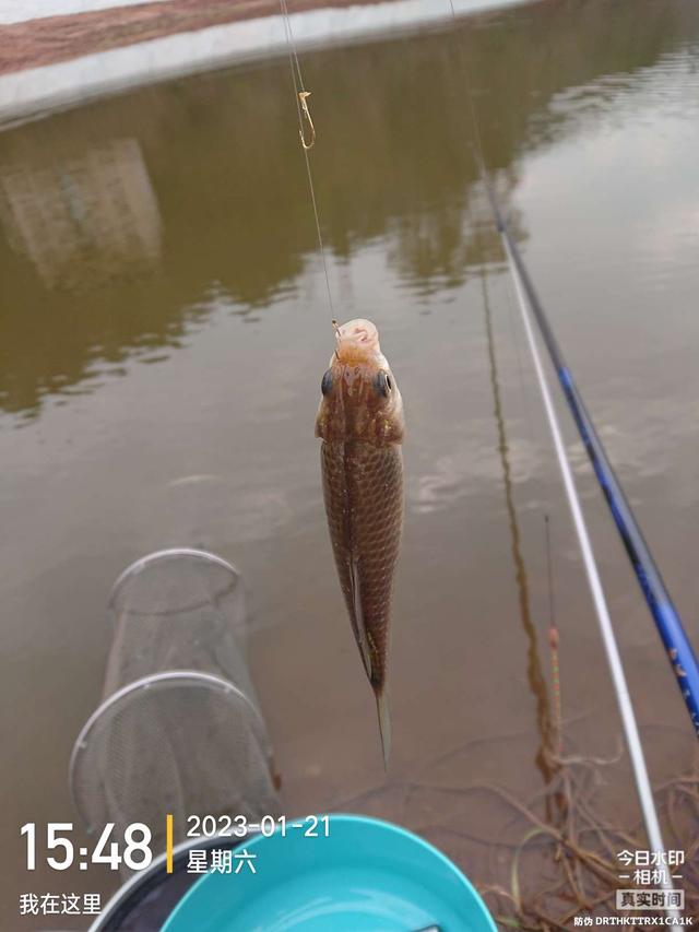 饵料|开竿鲤收竿鲫，红鲤中寻大鲫