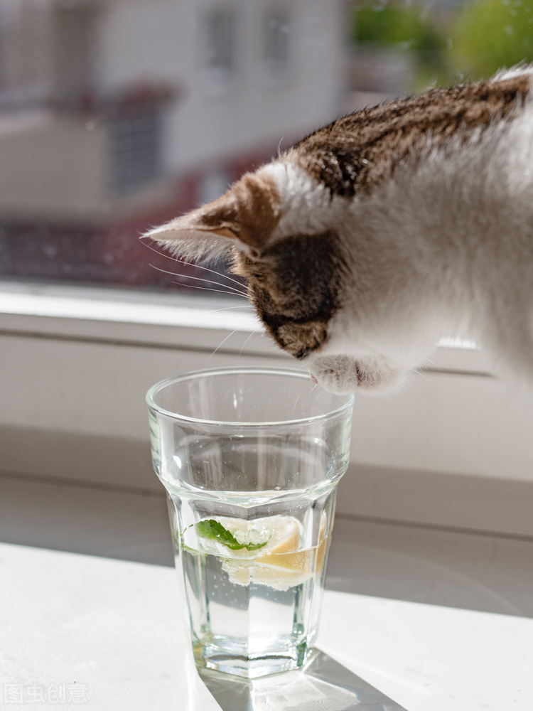 猫老喜欢偷喝主人杯中的水，是啥原因，该咋办？