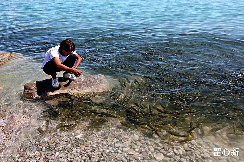 海口|我国最大咸水湖青海湖,一年出鱼5000万斤,禁渔10年最大的鱼能有多大?