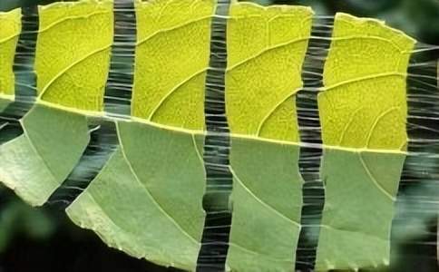 杜仲叶提取物在生物学上功能有哪些？这5点很重要