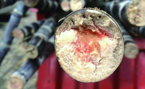 银耳|“索命杀手”——米酵菌酸