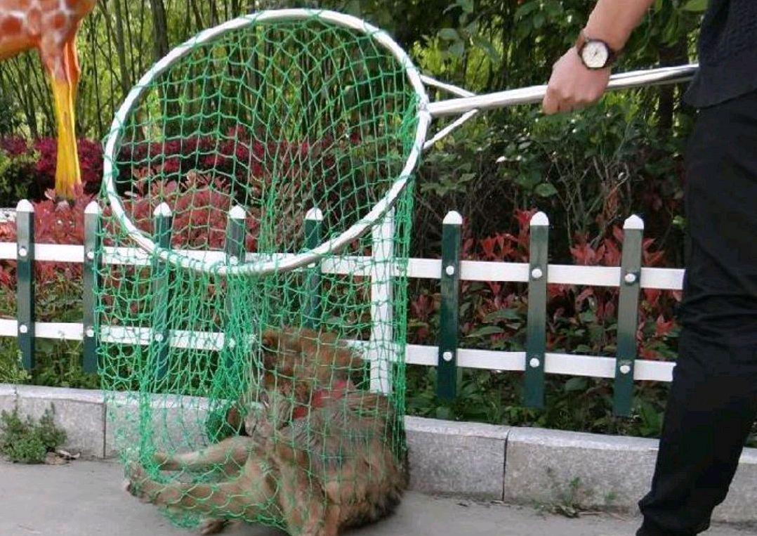 大妈遛狗不拴绳保安抄起网兜抓狗,真解气,狗命不比人命重要