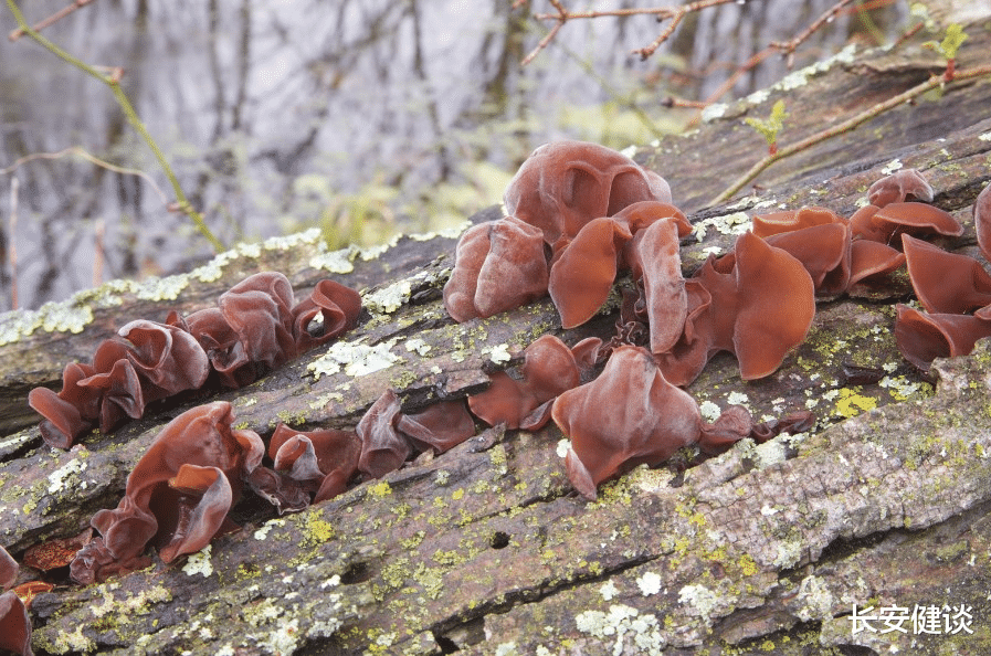 医生|越新鲜越有毒？这几种当季蔬菜尽量少吃，尤其是孩子