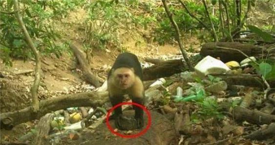 巴拿马猴已经进入“石器时代”,它们未来真的会威胁到人类吗?