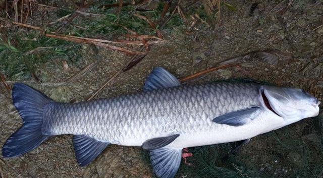 |用蚯蚓钓鱼不注意这五点，鱼再多也不一定钓多鱼