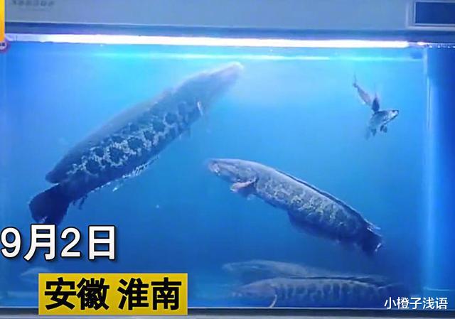 安徽男子野钓莽纹鱼,拿回家养差点“拆家”,一听品种网友秒懂