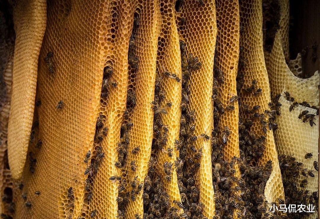 三星|大叔4寸手机养蜜蜂死亡率降80%，智能蜂箱24小时慢直播，轻松致富