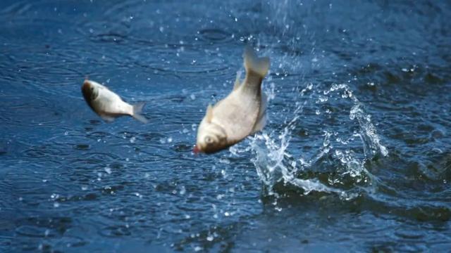 |深秋降温钓大鲫,这样抓口,跑鱼率降为零