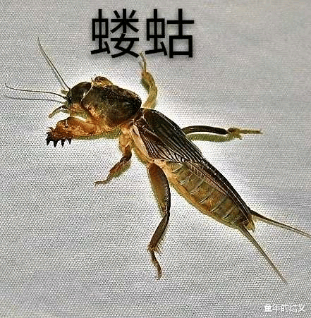 科普一下你们身边常见却不认识的昆虫 有人看吗