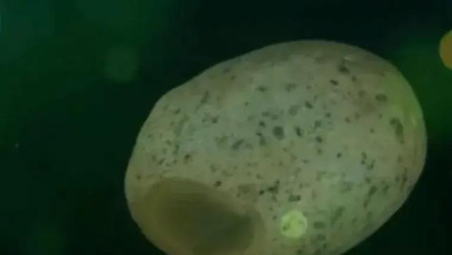 女子拿夜明珠鉴宝！父亲当年300块买下！专家：不是夜明珠！有5000年历史！