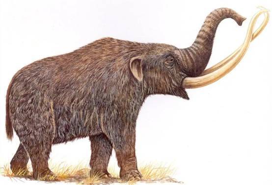 3.5万年前的猛犸象幼崽被发现,美科学家想将其复活,要做什么?