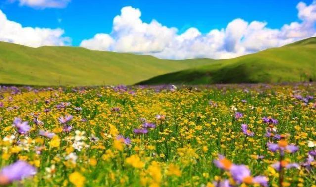 天生丽质|四川3万亩花海，进入观赏期，是夏季赏花露营的好去处