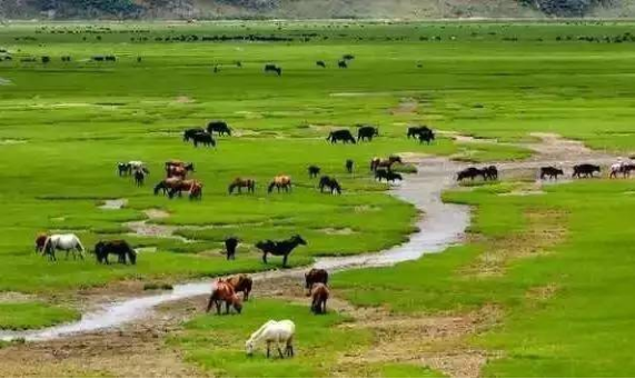 香格里拉|香格里拉大四赏花地，秋天仅剩一处绝美