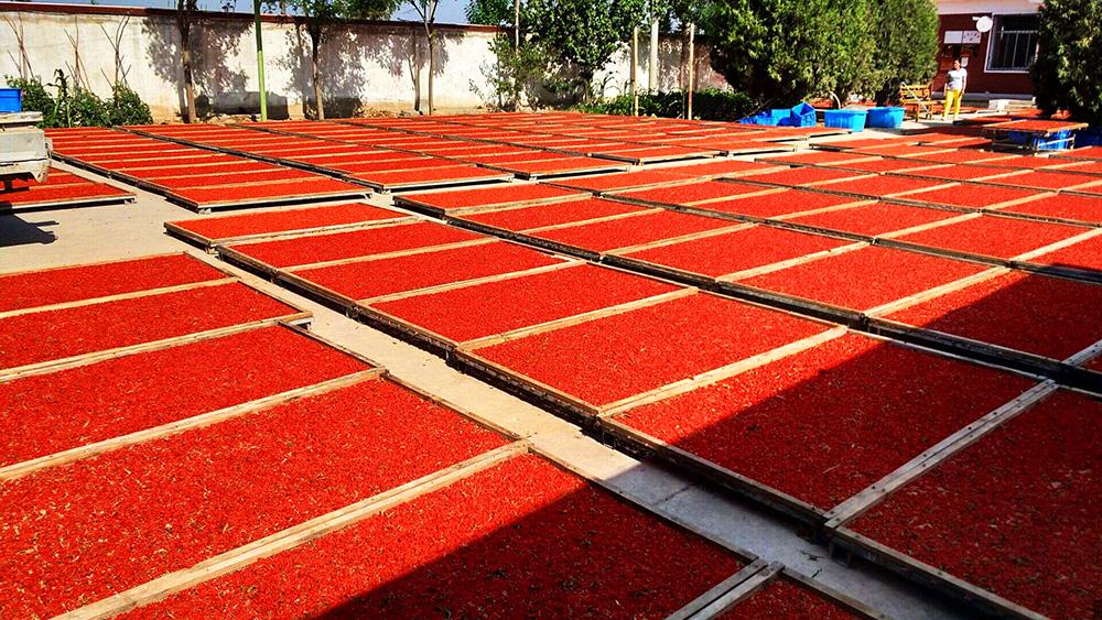 宁夏|除了枸杞,宁夏景点,你知道多少?