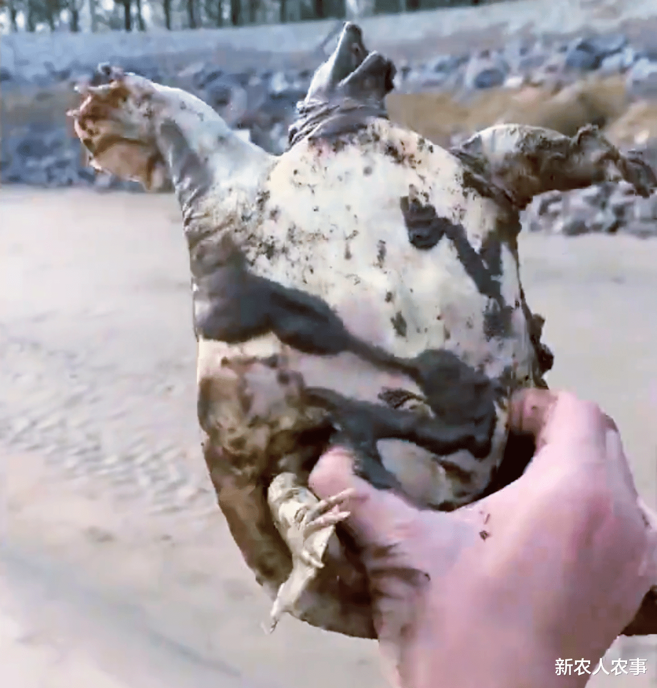 黄河|男子在黄河边钓鱼无获,水边掀开一鼓包后惊呼:钓半天不如这一下