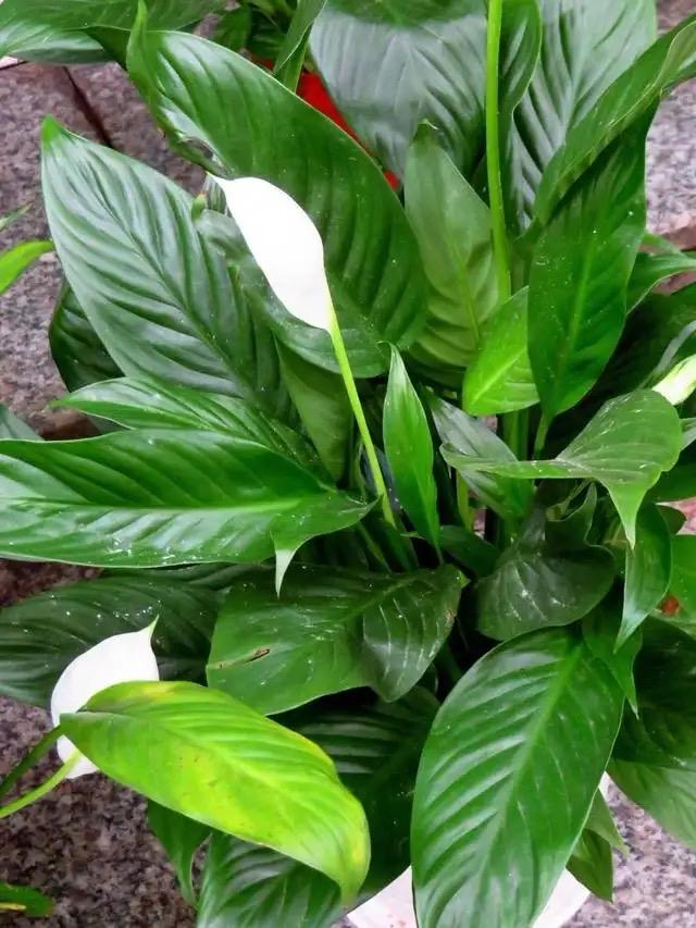 卫生间养啥花好?这“5种”,青翠繁茂,吸收湿气,空气自然清新