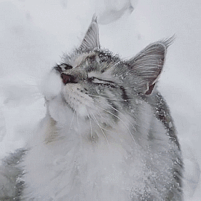 山中无老虎,猞猁称大王,狼群的数量猞猁说的算