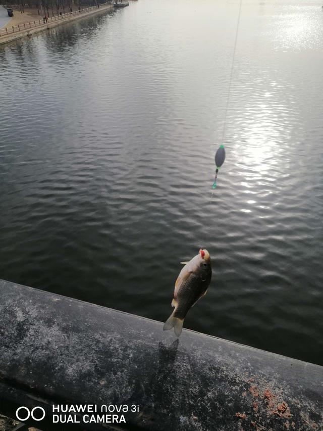 |桥筏钓板鲫，冷风挡不住钓鱼人的热情
