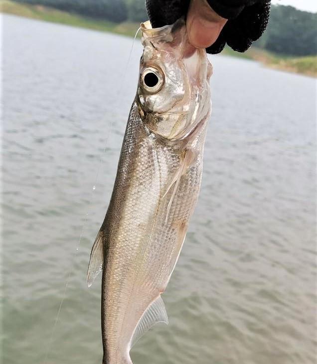 饵料|晚春垂钓翘嘴鱼,注意这些方面的细节,上钩的都是大翘嘴