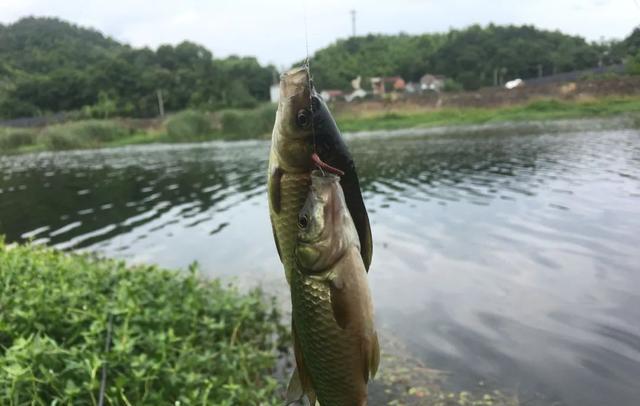 饵料|换饵、补窝、挪钓位，钓鱼没口该怎么办？亲测有效的几种办法