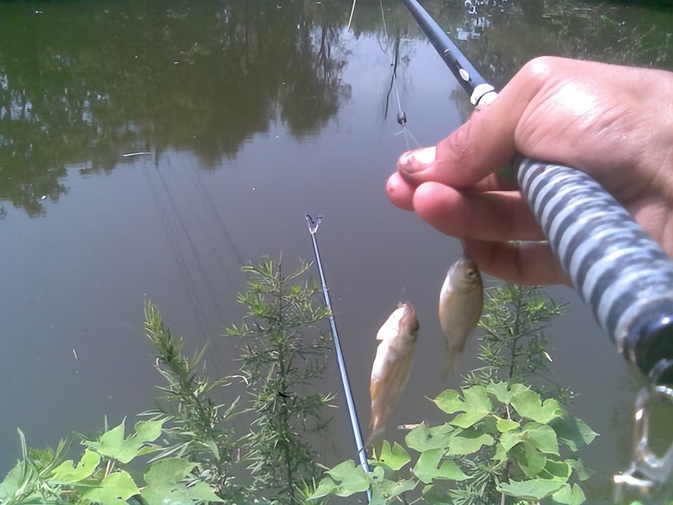 |别人野钓都能有收获,为什么你会空军?原因是什么?