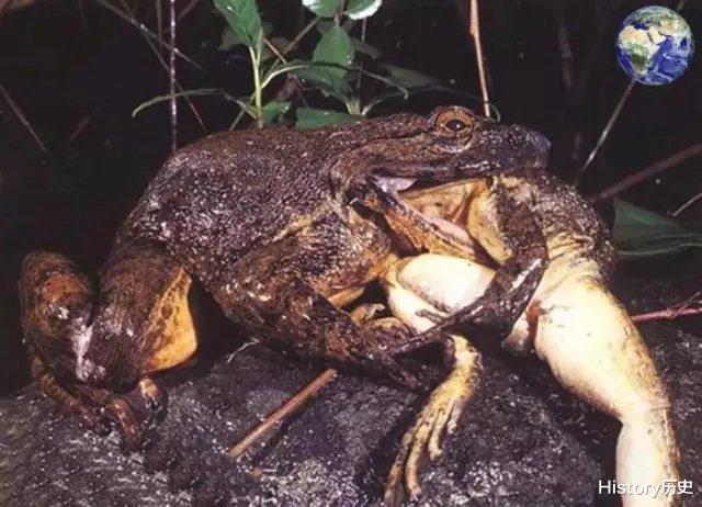 世界上最大的青蛙：重7斤，可跳5米多高，连蝌蚪都有鹅蛋那么大