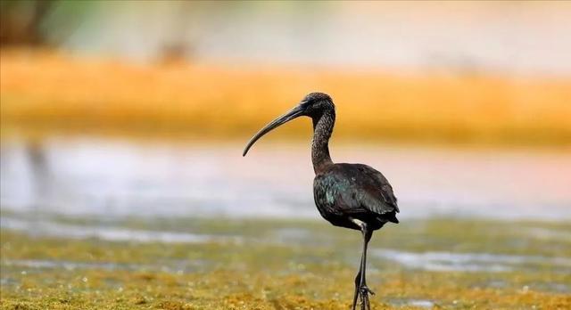 罕见！甘肃黑河濒危珍禽彩鹮绝迹重现两次现身黑河，暗示了什么