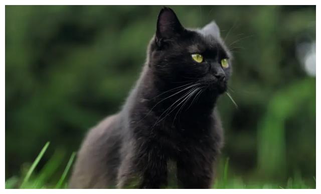 河南男子救下野生黑猫，2年后爱人离奇失踪，黑猫报恩找回重要线索