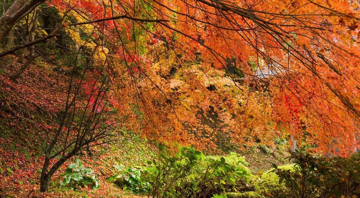 浙江省|以稀有古树名木而闻名的村庄是哪里?蚂蚁新村今日答案