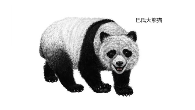 动物趣闻:消失的远古生物,大熊猫的近亲巴氏大熊猫