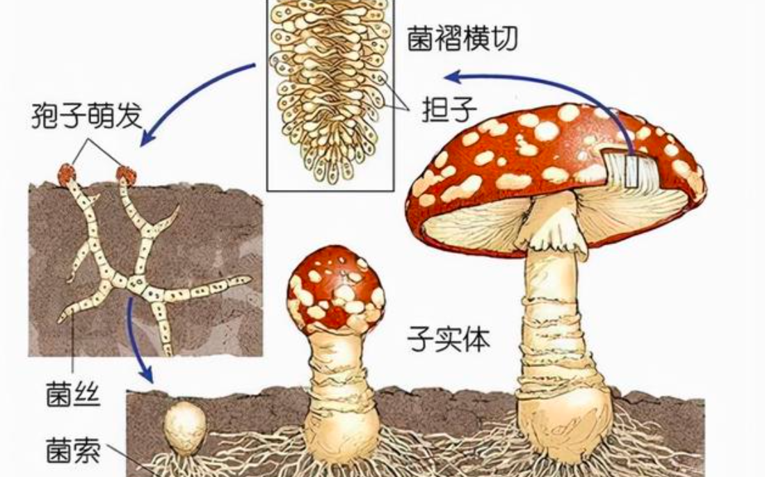世界上最大的生命体:占地近9平方公里,现在依旧在疯狂生长