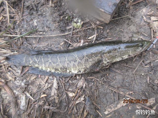 国语|50多年的钓鱼史教会我,小钩简饵也能钓到大鱼