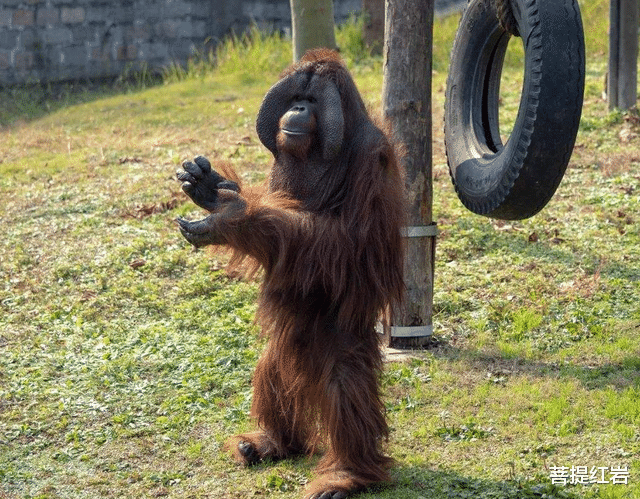 动物园大猩猩减肥不成功，饲养员束手无策，“中美人计”后却暴瘦