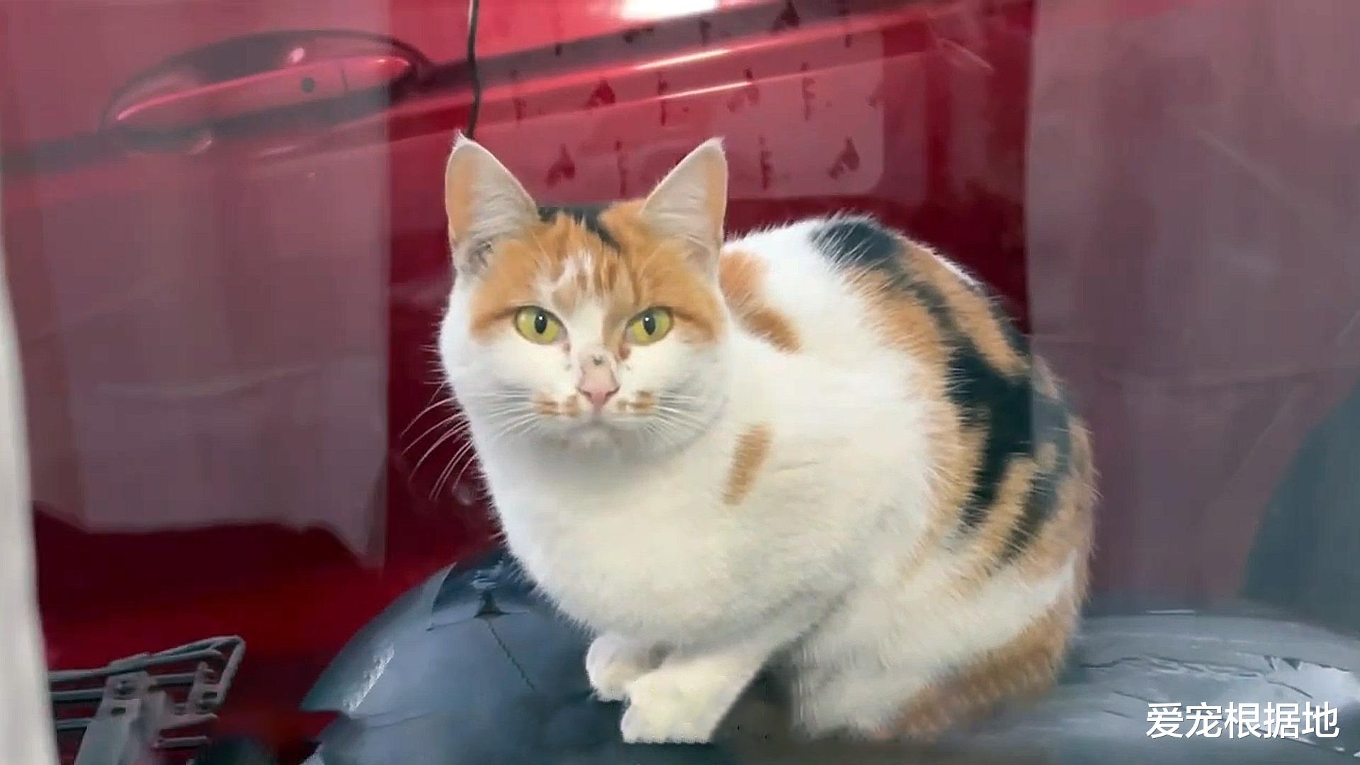 流浪猫如何成为宠物猫？跟踪它们的主人，每天赖在他家门口不离开