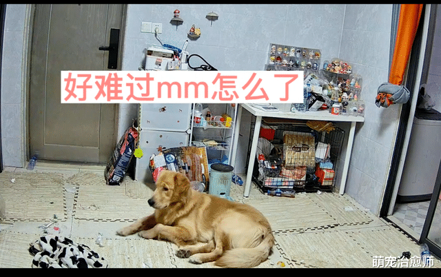 主人阳了后在房间里哭，狗狗在客厅守着不知该怎么办，表情好难过