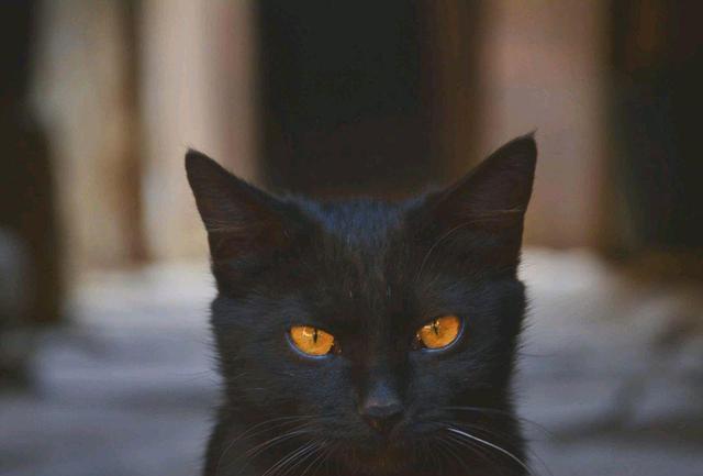 刘奕君|开端番外结局:刘奕君角色为何对时间循环认可?他的经历更诡异