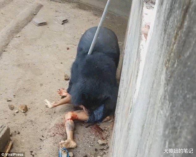 无脑男把食物放黑熊嘴边不给它吃 游客看他“被拖进笼子撕咬”